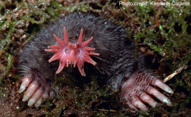 star nosed mole