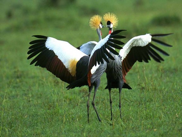 crowned cranes