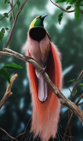 lyre bird