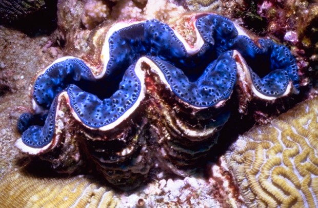 Giant Clam