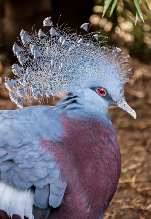 crested pigeon