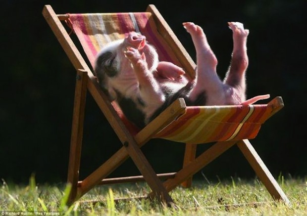 Cute Pigs - Is this the cutest