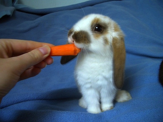 Bunny eating carrot
