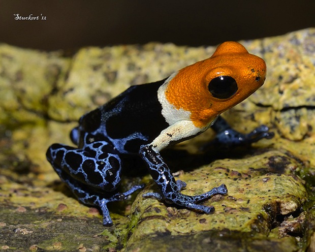 Red-headed Poison Frog