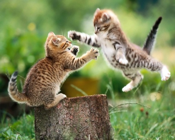 cute-cats-fighting