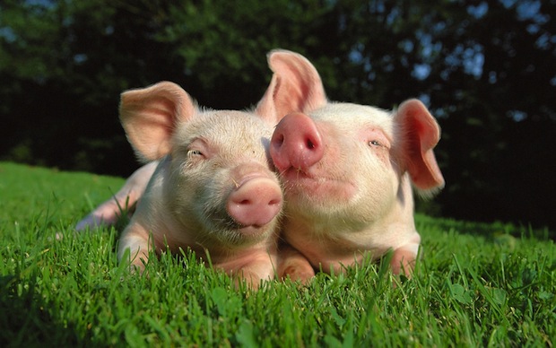 Piggy Mates