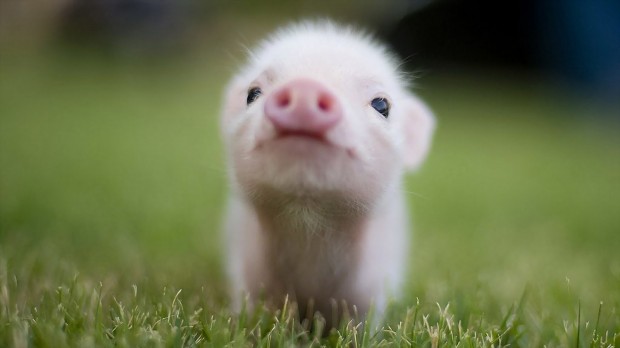 cute fluffy pig
