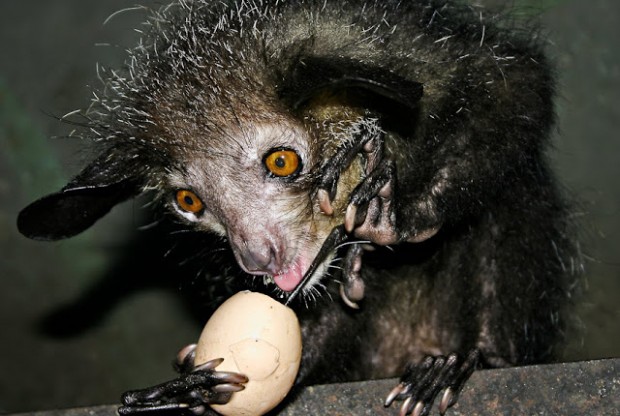 Aye-Aye