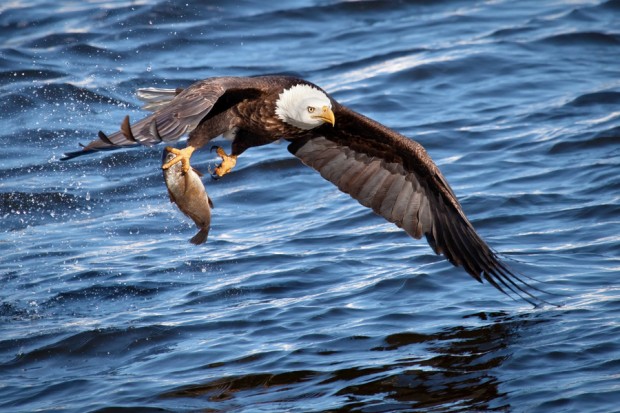 Bald Eagle