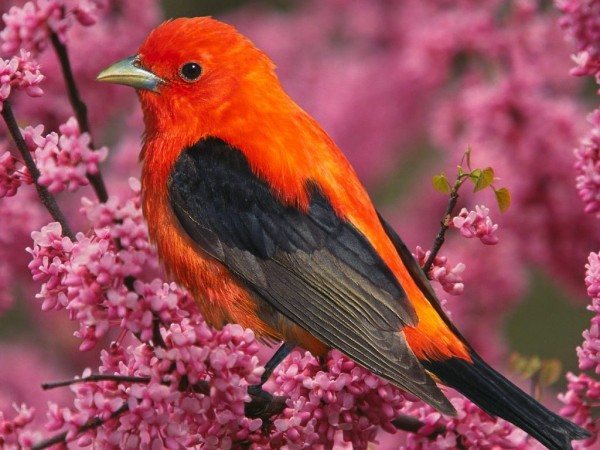 Tropical-Bird-bright-colors-