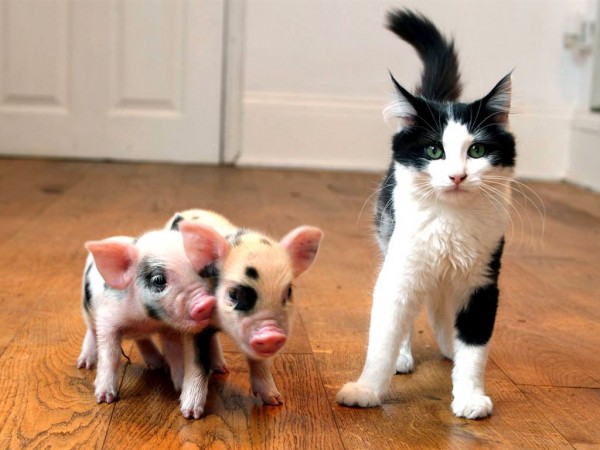 Funny Pig and cat
