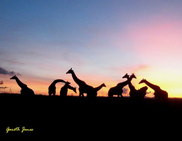 Giraffe sunset