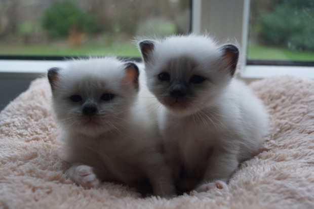 Grey fluff balls