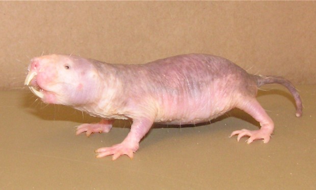 Naked mole rat