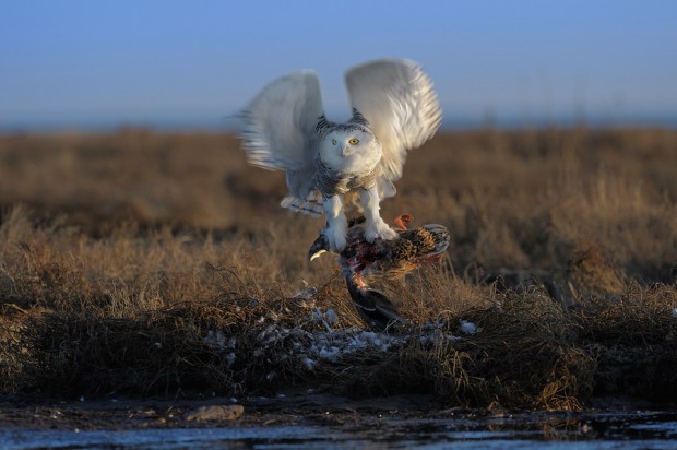 Snowy Owl