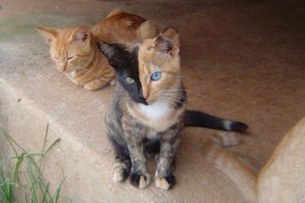 Two-Faced-Cat