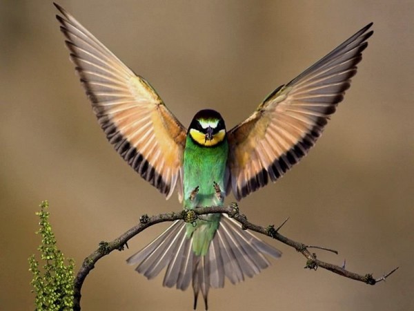 amazing-colourful-birds