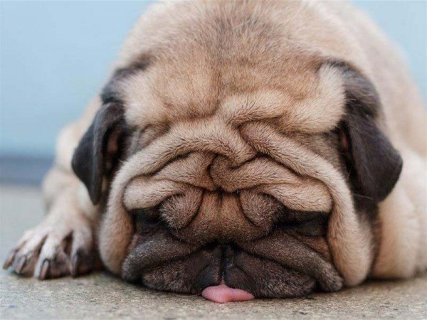 sleepy dog