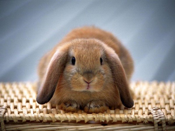Picnic Bunny