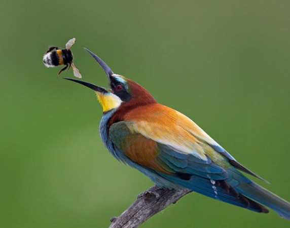 bee-eater