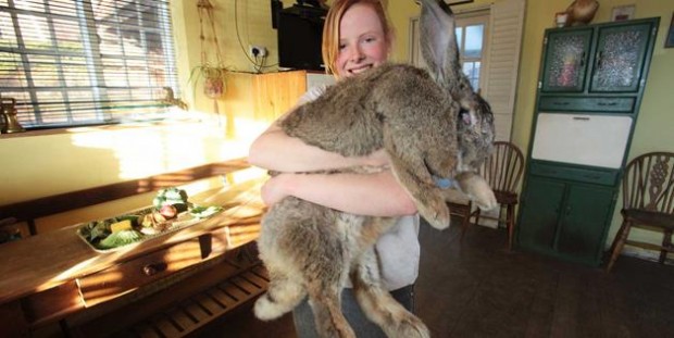 giant rabbit
