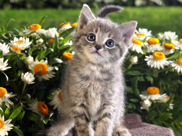 Grey kitten with daisy