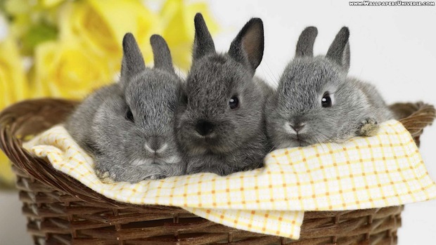 cute bunny