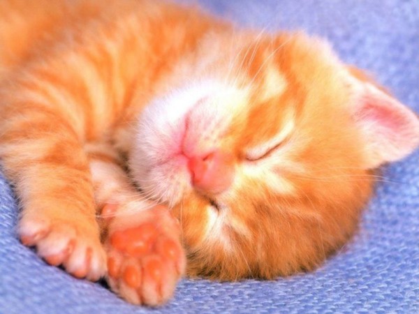 Ginger cats