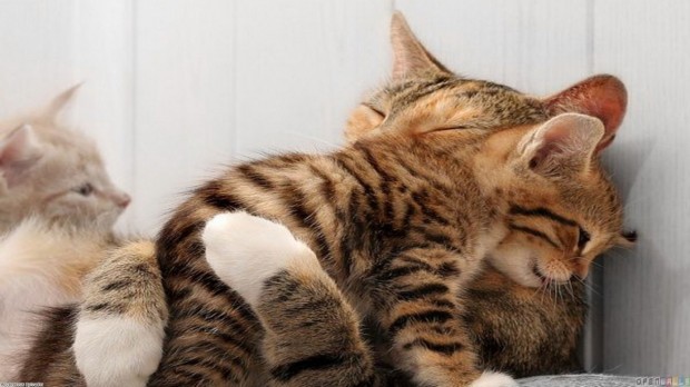 Cats cuddling