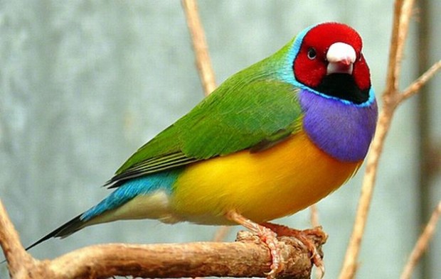 finch