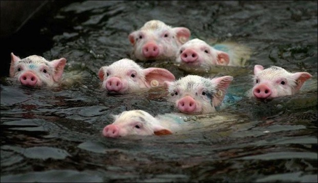 swimming pigs