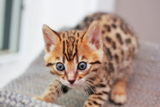 Leopard cat