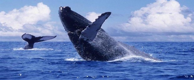 blue whale