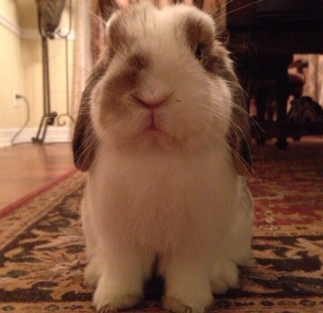 Indoor bunny