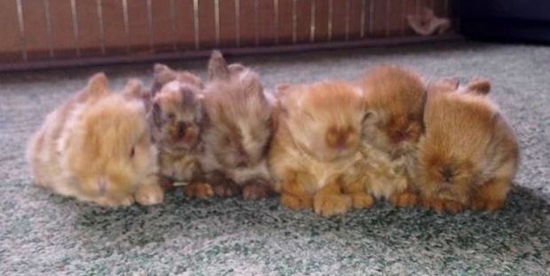 rabbit kits