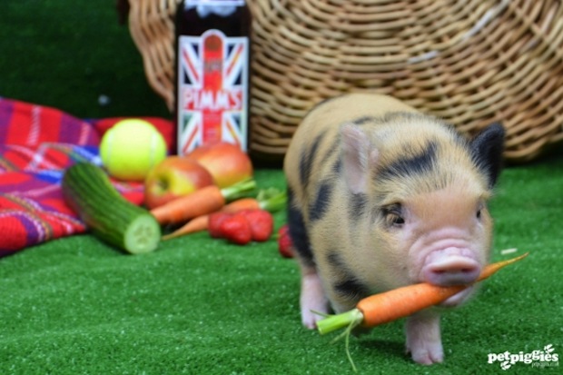 pig picnic
