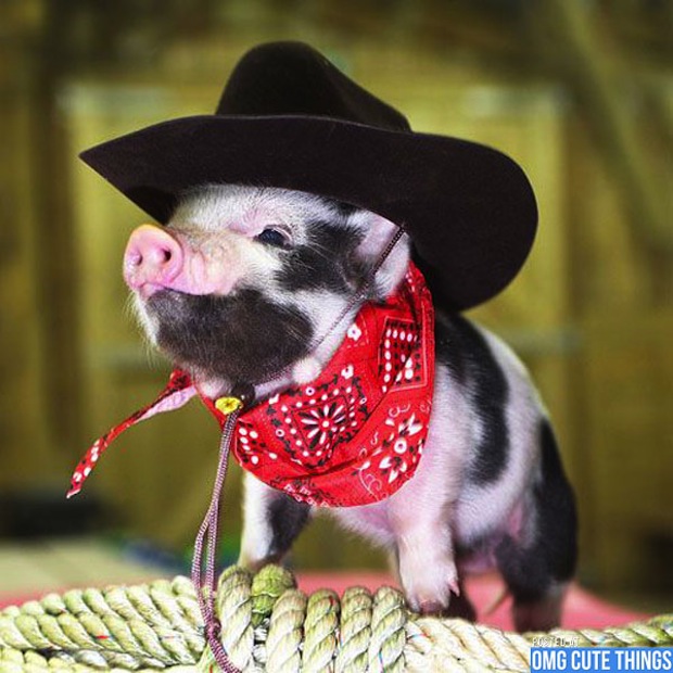 billy the pig