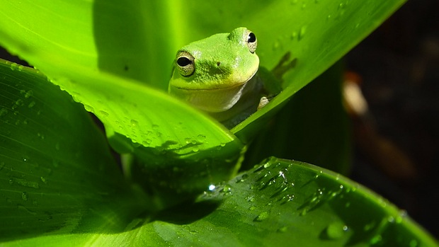 green tree frog