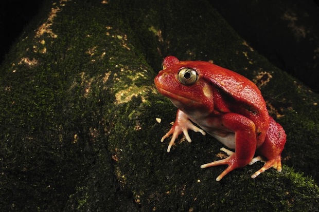 -tree-frog-tomato-frog
