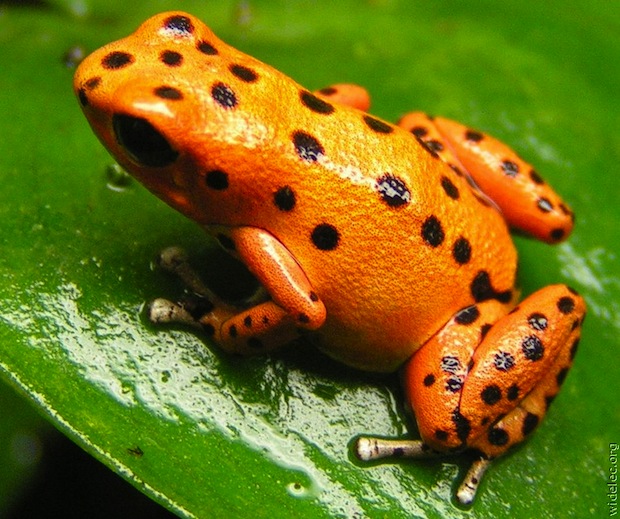 tree frog