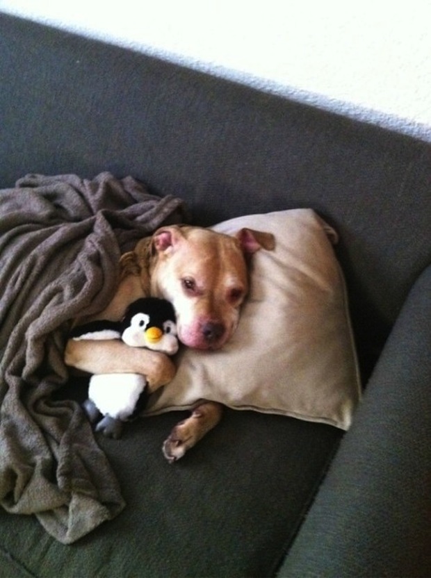 cute dogs Good night