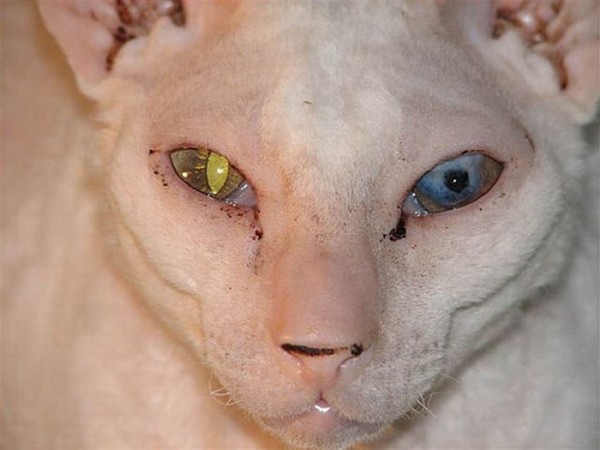 ugly cat