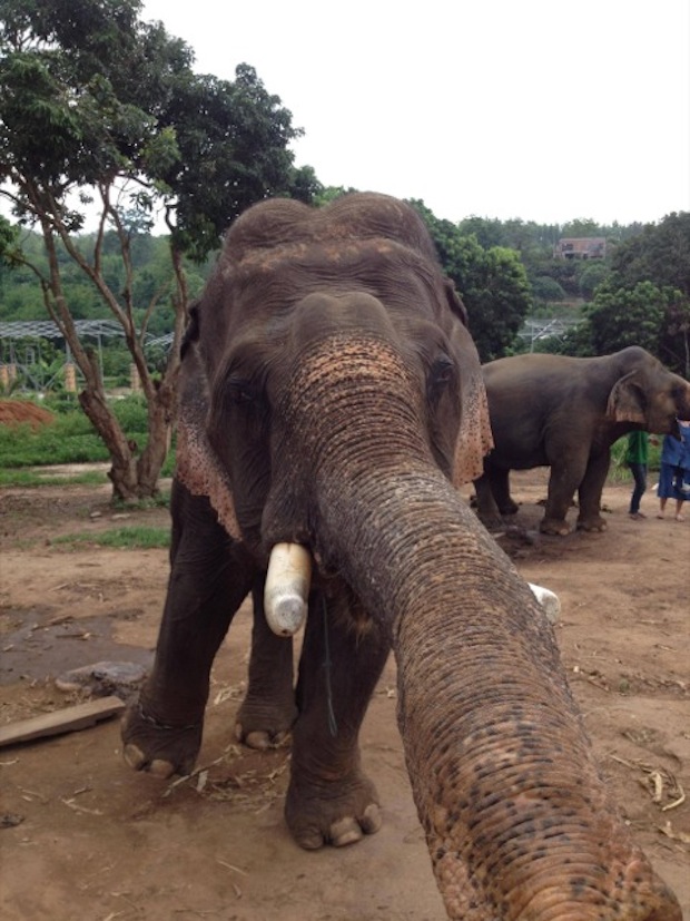 Elephant selfie