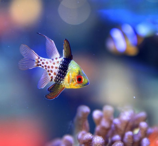 Colourful tropical fish