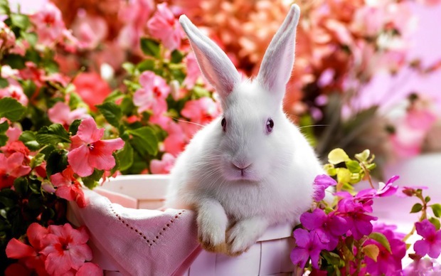 New_Year_Rabbit