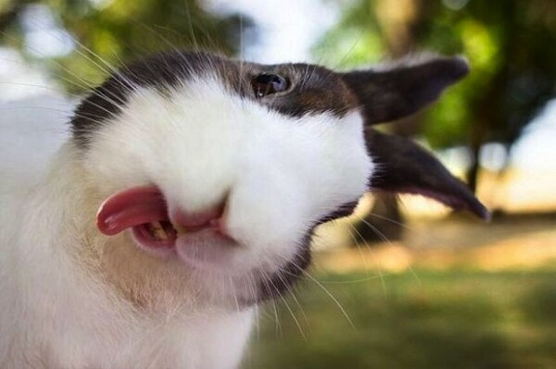 Rabbit selfie