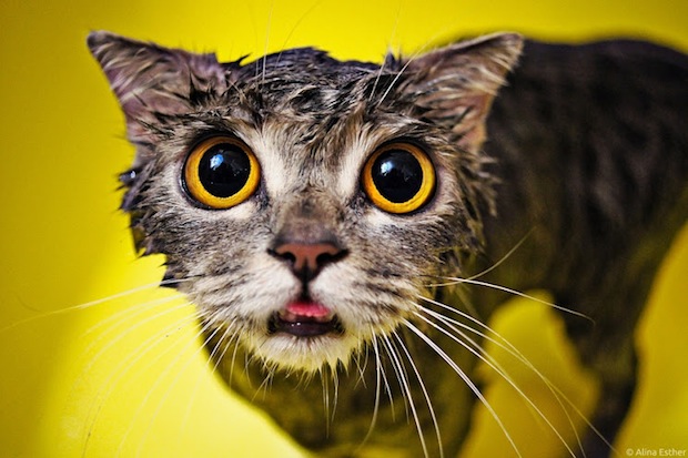 wet-cat-selfie-cat-selfies
