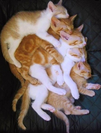 Stacking Cat Top Ten Pet Stacking - Toptenimals - Awesome Animal Pictures From ...