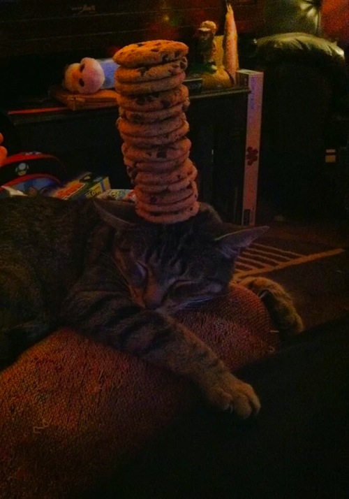 cat cookie stacking