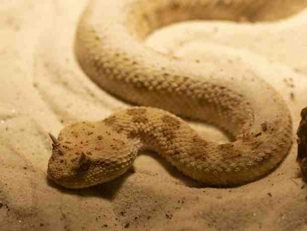 Top 10 Desert Animals - Horned Viper